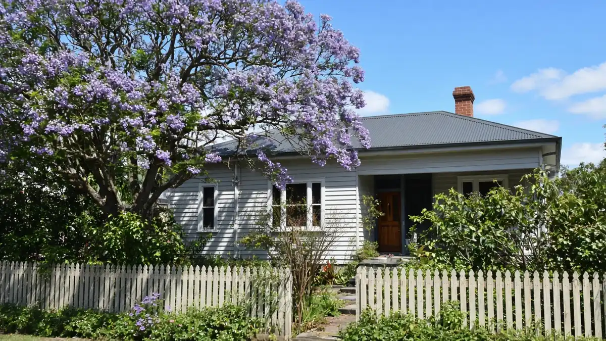An Australian weatherboard house with a jacaranda in flower